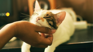 best enzyme cleaner for cat urine